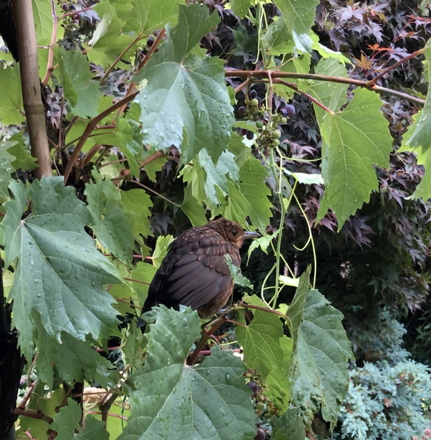 Druiven oorzaak dode merels?